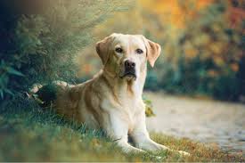 Nook Lyne Labradors