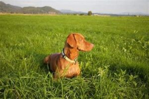 Origin and History of Vizslapoos