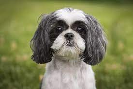 Other Stunning Shih Tzu Haircut Styles