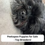 Peekapoo-Puppies-for-Sale-Top-Breeders-template