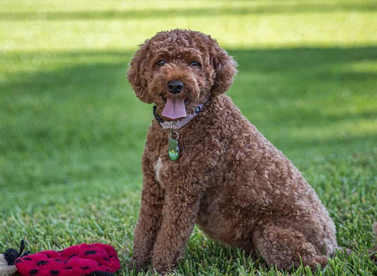 10 Best Cavapoo Breeders in Quebec! - We Love Doodles