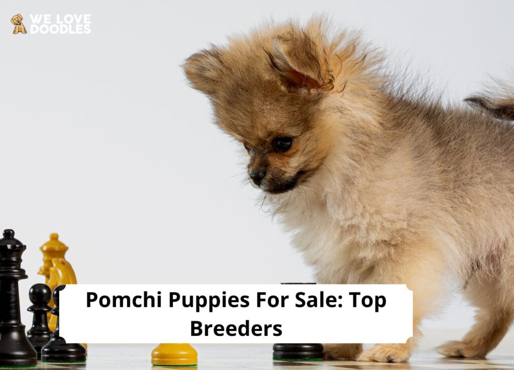 Pomchi Puppies For Sale Top 4 Breeders! (2023) We Love Doodles