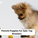Pomchi Puppies For Sale