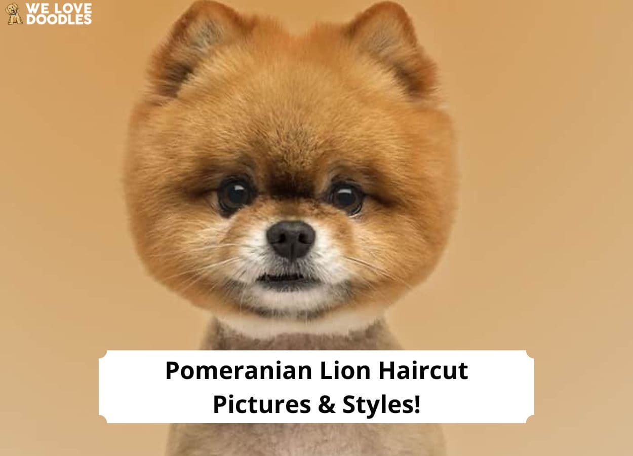 Pomeranian Lion Haircut Pictures Styles Template 