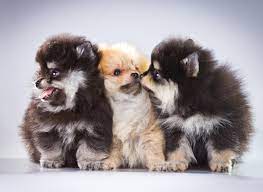Pomeranian-Puppies-London