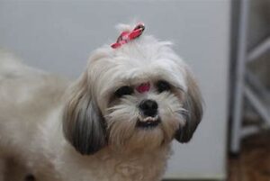 Ponytail Cut For a Shih Tzu