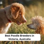 Poodle Breeders in Victoria, Australia