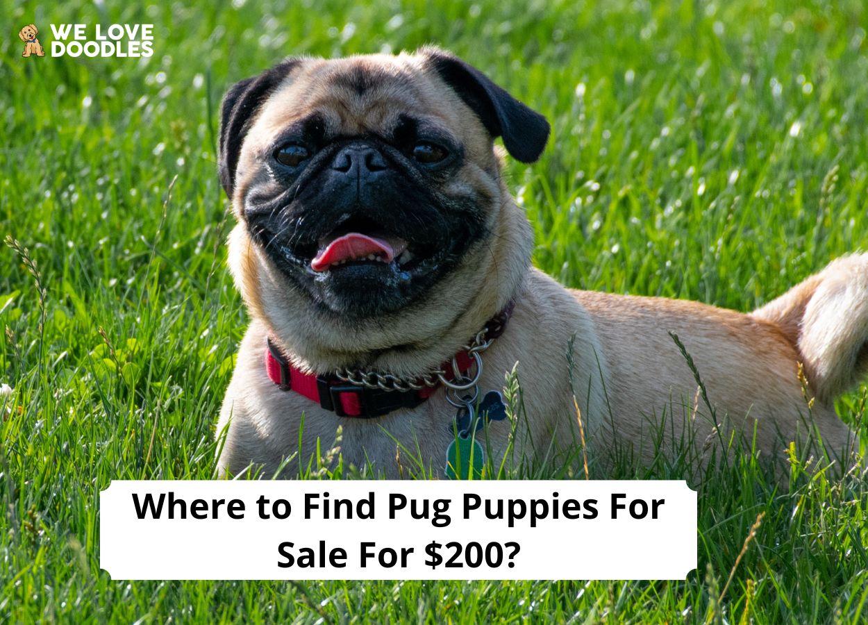 Where to Find Pug Puppies For Sale For 200? (2024) We Love Doodles