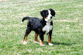 Puppy Cut