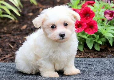 10 Best Coton de Tulear Haircuts – With Pictures!