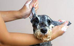 Schnauzer Grooming 101