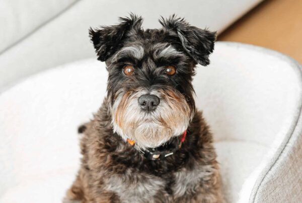 11 Best Schnauzer Haircut Ideas [With Pictures]! (2024) - We Love Doodles