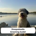 Sheepadoodle-Grooming-Guide-template
