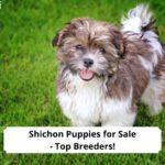Shichon-Puppies-for-Sale-Top-Breeders-template
