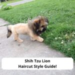 Shih-Tzu-Lion-Haircut-Style-Guide-template
