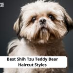 Shih Tzu Teddy Bear Haircut