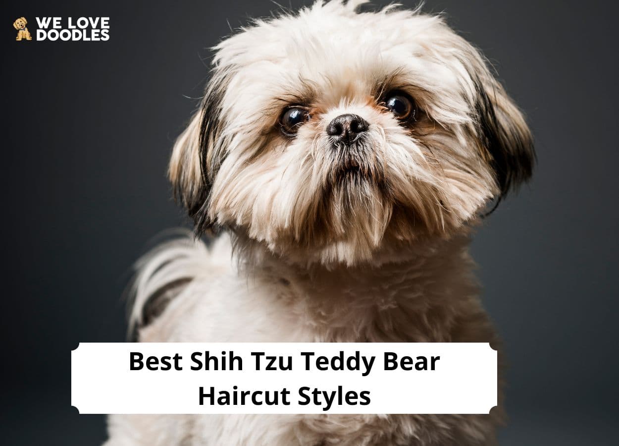 Shih Tzu Teddy Bear Haircut