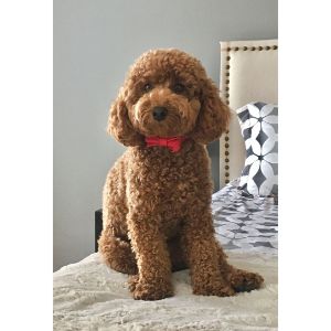 Teddy Bear Poodle Haircut Pictures Styles   Show Cut 10 