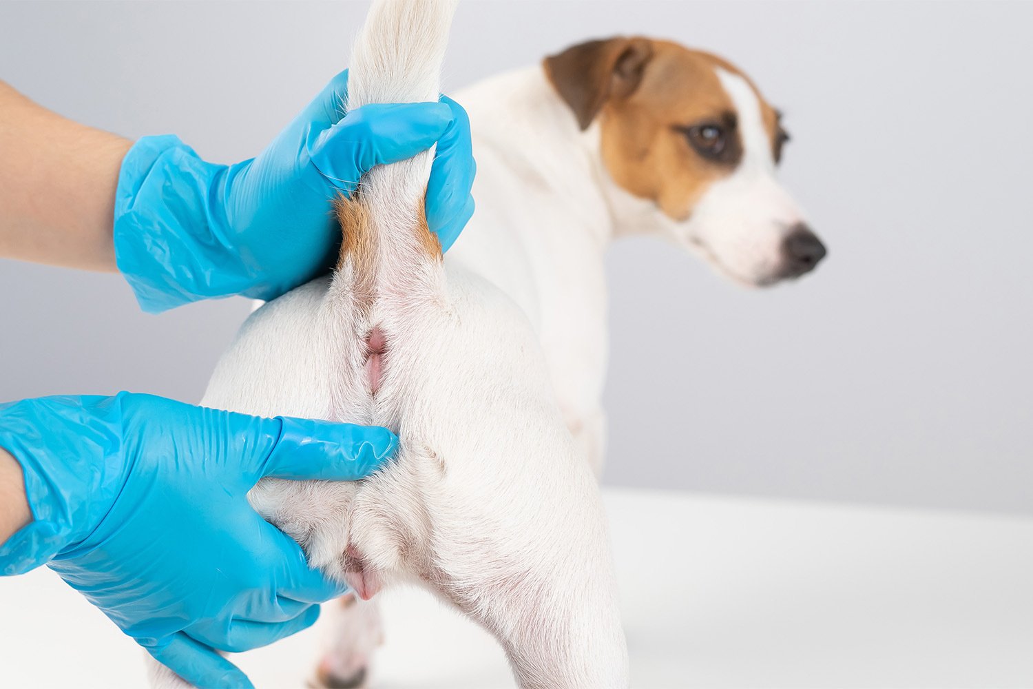 Anal Gland Supplements for Dogs: 4 to Consider - Great Pet Care