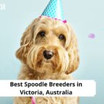 Spoodle Breeders in Victoria, Australia