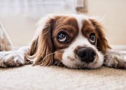 Steps To Prevent Paint Poisoning