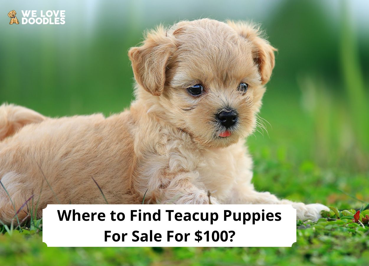 Teacup Puppies For Free 2022