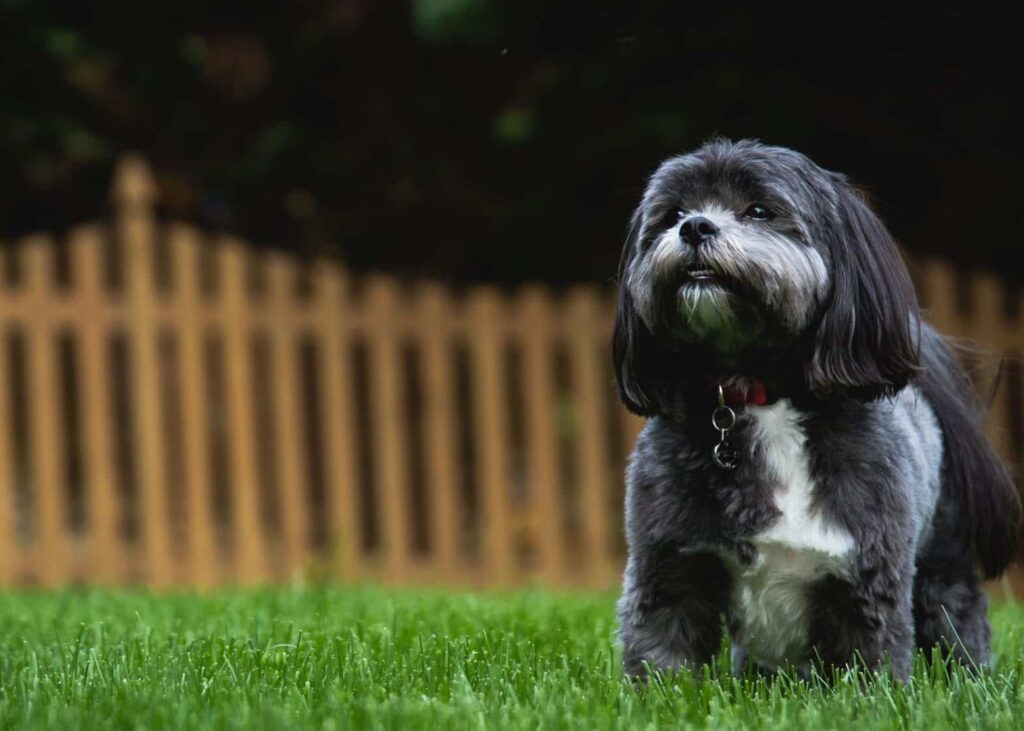 8 Best Shih Tzu Haircut Face Styles + How to Groom Their Face! (2024