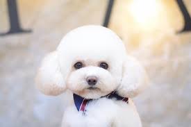 Teddy Bear Haircut