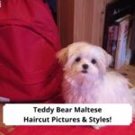 Teddy-Bear-Maltese-Haircut-Pictures-Styles-template