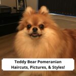 Teddy-Bear-Pomeranian-Haircuts-Pictures-Styles-template