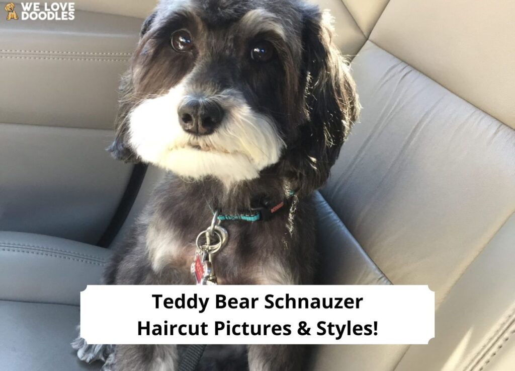 Teddy-Bear-Schnauzer-Haircut-Pictures-Styles-template