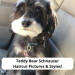 Teddy-Bear-Schnauzer-Haircut-Pictures-Styles-template