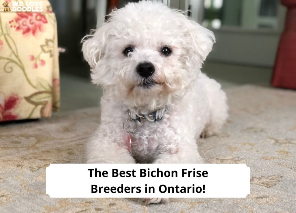 The 4 Best Bichon Frise Breeders In Ontario 2024 We Love Doodles   The 4 Best Bichon Frise Breeders In Ontario Template 1024x737 