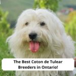 The-Best-Coton-de-Tulear-Breeders-in-Ontario-template
