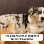 The-Best-Australian-Shepherd-Breeders-in-Alberta-template