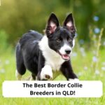 The-Best-Border-Collie-Breeders-in-QLD-template