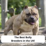 The-Best-Bully-Breeders-in-the-UK-template