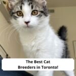 The-Best-Cat-Breeders-in-Toronto-template
