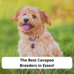 The-Best-Cavapoo-Breeders-in-Essex-template
