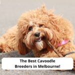The-Best-Cavoodle-Breeders-in-Melbourne-template-Breed-Profile