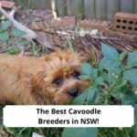 The-Best-Cavoodle-Breeders-in-NSW-template