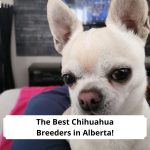 The-Best-Chihuahua-Breeders-in-Alberta-template