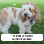 The-Best-Cockapoo-Breeders-in-Essex-template