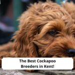 The-Best-Cockapoo-Breeders-in-Kent-template