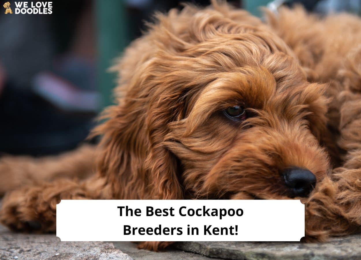 Best cockapoo hot sale breeders