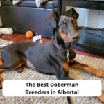 The-Best-Doberman-Breeders-in-Alberta-template