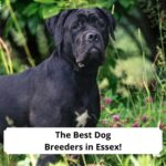 The-Best-Dog-Breeders-in-Essex-template