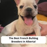 The-Best-French-Bulldog-Breeders-in-Alberta-template