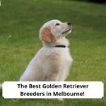 The-Best-Golden-Retriever-Breeders-in-Melbourne-template
