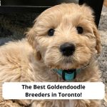 The-Best-Goldendoodle-Breeders-in-Toronto-template